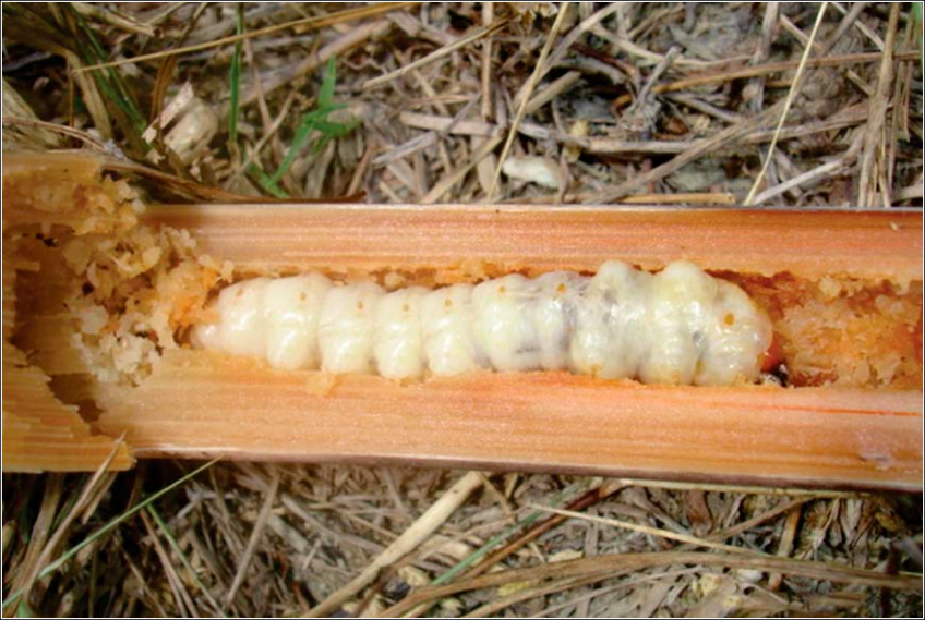 Broca Gigante na Cana-de-Açúcar