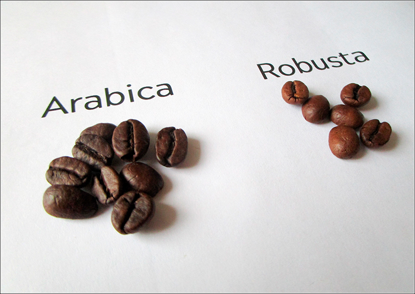 Cafés Arábica e Robusta