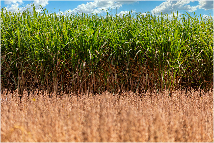 Consórcio com Cana e Soja Consórcio com Cana e Soja