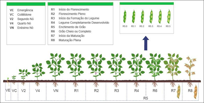 Ciclo da Soja