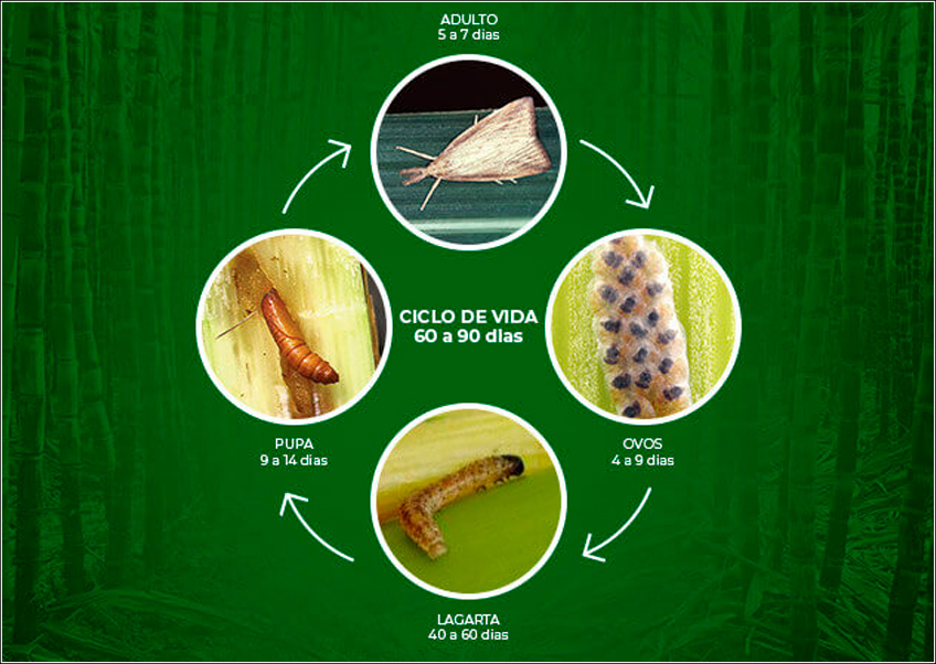 Ciclo de Vida da Broca da Cana Ciclo de Vida da Broca da Cana