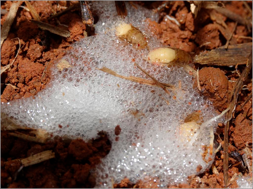 Espuma da Larva da Cigarrinha-das-Raízes Espuma da Larva da Cigarrinha-das-Raízes