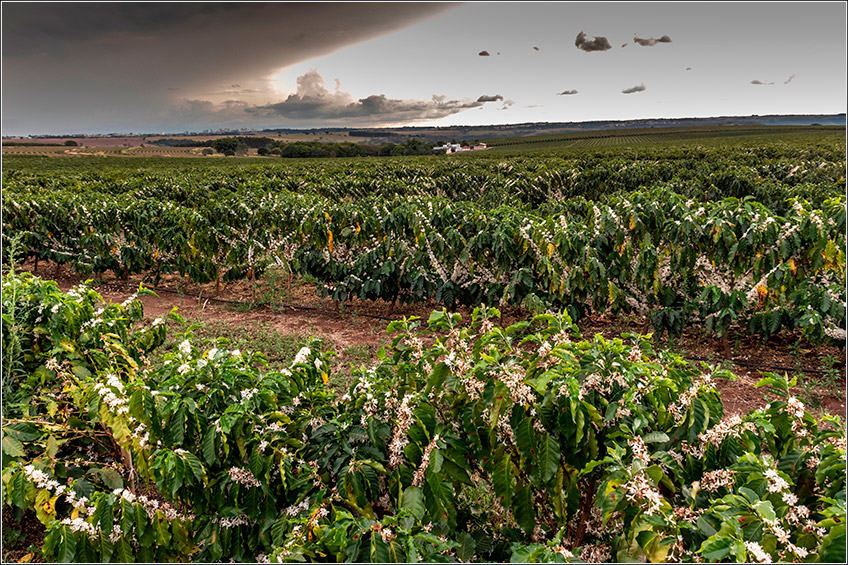 Plantação de Café