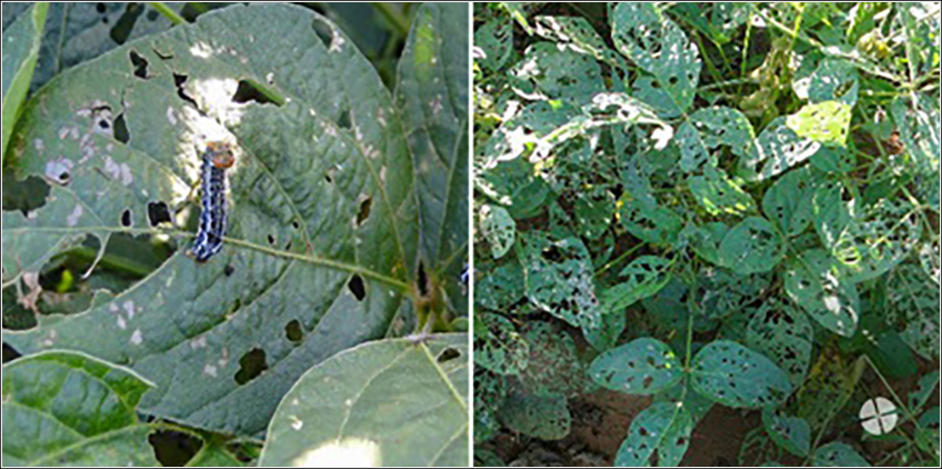 Complexo de Lagartas na Soja