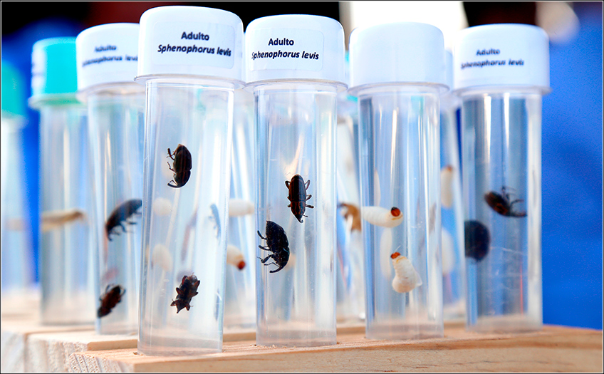 Controle Genético no MIP