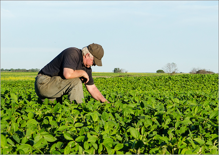 Controle de Pragas, Doenças e Daninhas na Soja