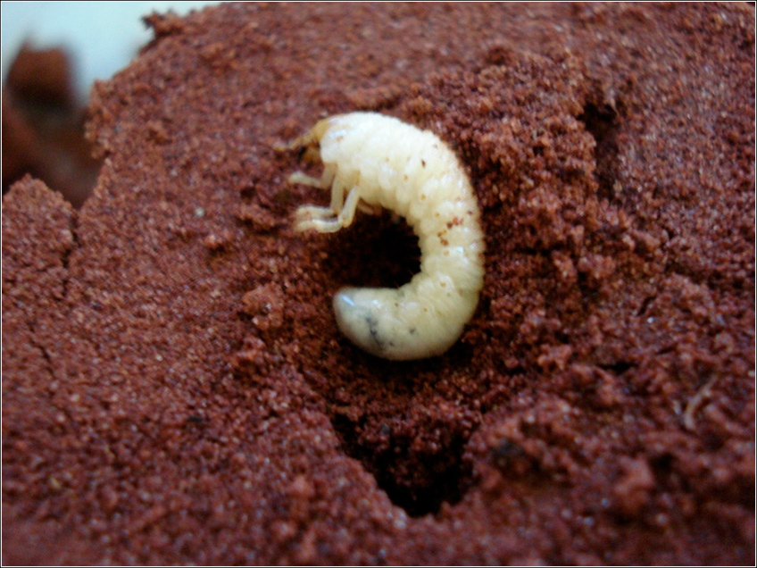 Corós Melolonthidae Corós Melolonthidae