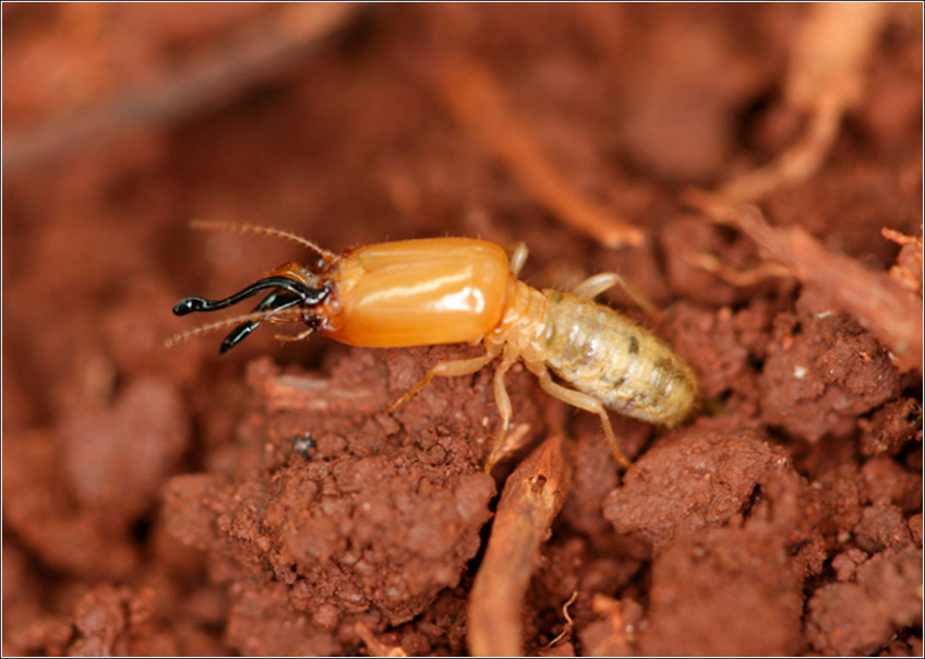 Cupim Neocapritermes Opacus Cupim Neocapritermes Opacus