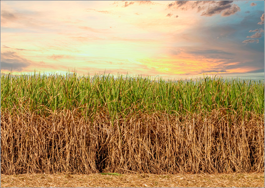 Custo Agrícola com Soqueira da Cana Custo Agrícola com Soqueira da Cana