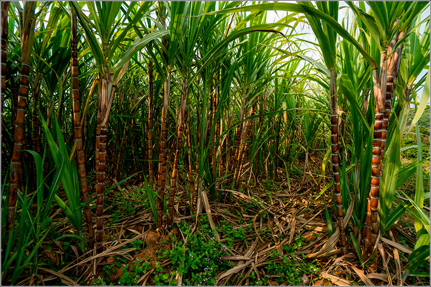 Plantas Daninhas na Cana-de-Açúcar Plantas Daninhas na Cana-de-Açúcar