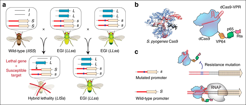 EGI Controle Genético