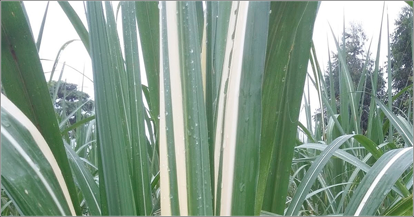 Escaldadura das Folhas na Cana Escaldadura das Folhas na Cana