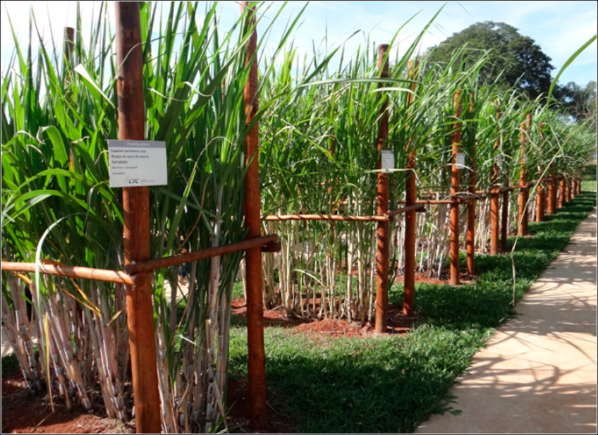 Variedades de Cana