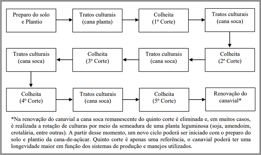 Etapas da Produção de Cana Etapas da Produção de Cana