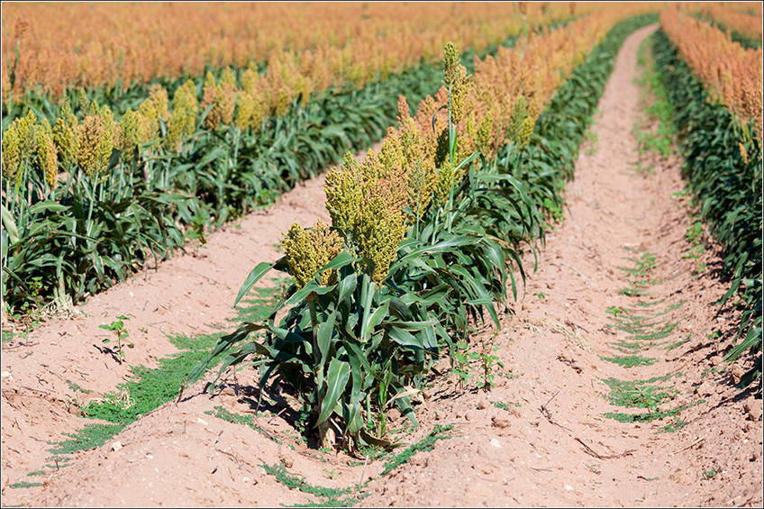 Plantação de Sorgo Plantação de Sorgo
