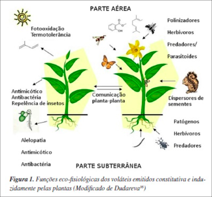 Funções Eco-fiosiológicas em Volta das Plantas