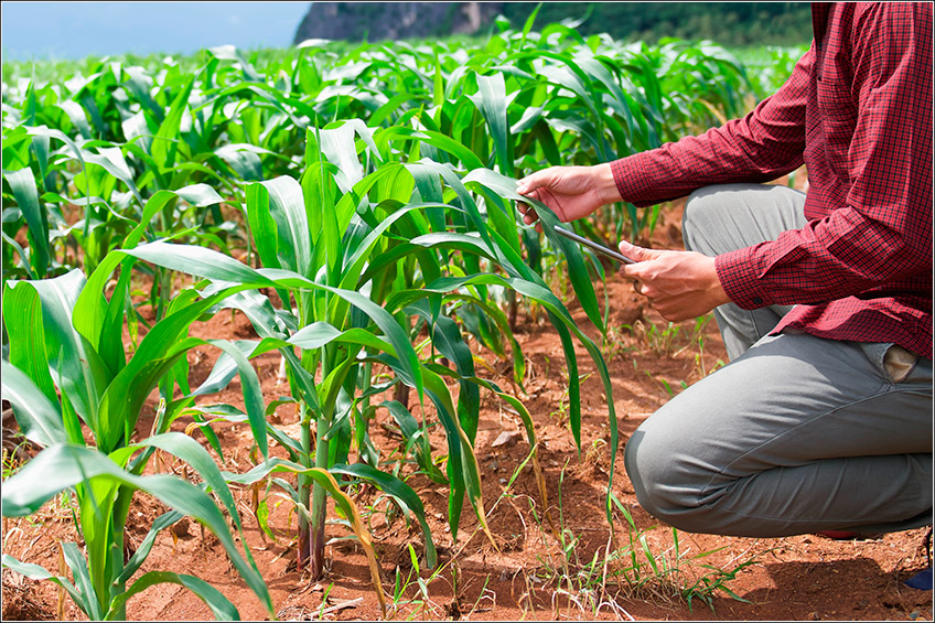 Gestão de Fazendas com Software Agrícola Gestão de Fazendas com Software Agrícola