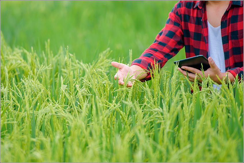 Gestão Agrícola da Plantação de Arroz Gestão Agrícola da Plantação de Arroz