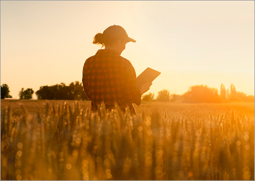 Gestão Rural do Trigo