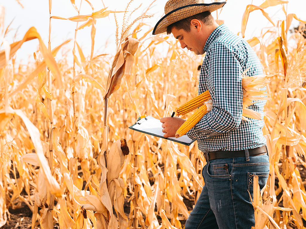 Gestão de Plantação de Milho