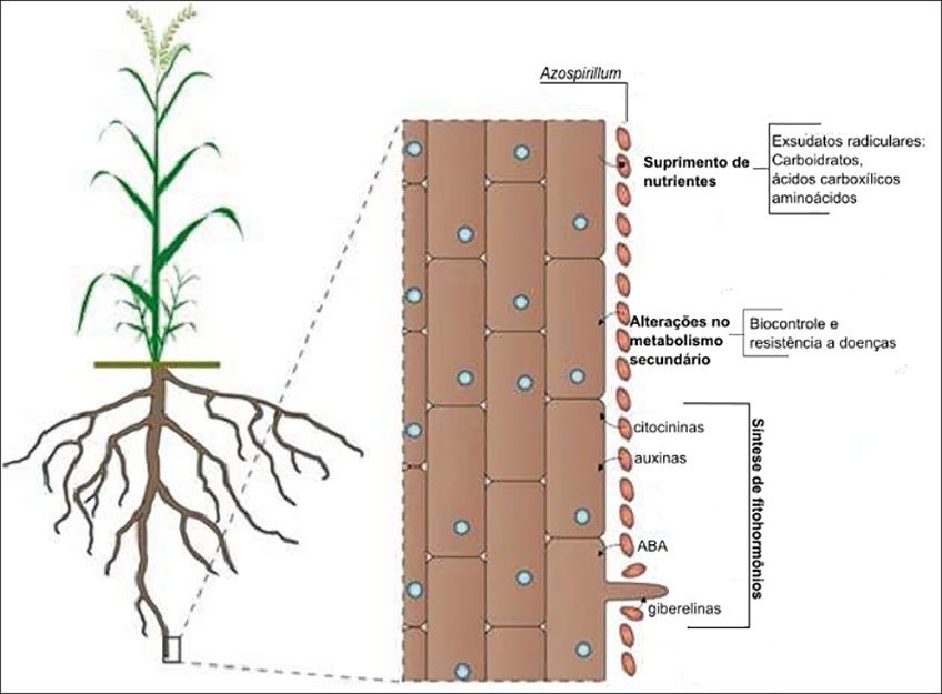 Inoculantes à Base de Azospirillum Inoculantes à Base de Azospirillum