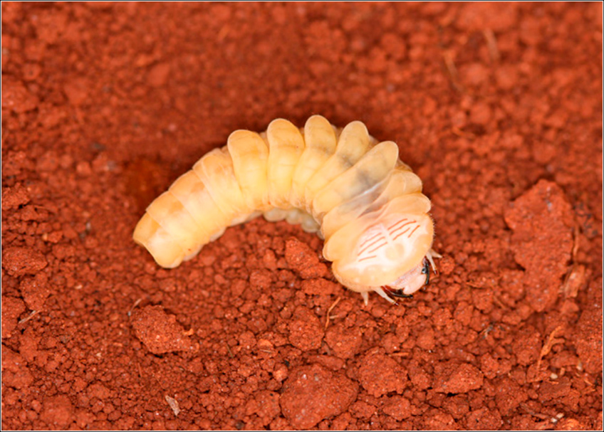 Migdolus Migdolus