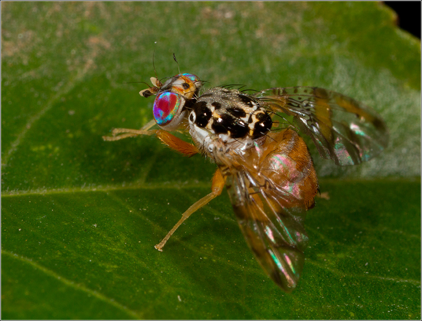 Mosca do Mediterrâneo Mosca do Mediterrâneo