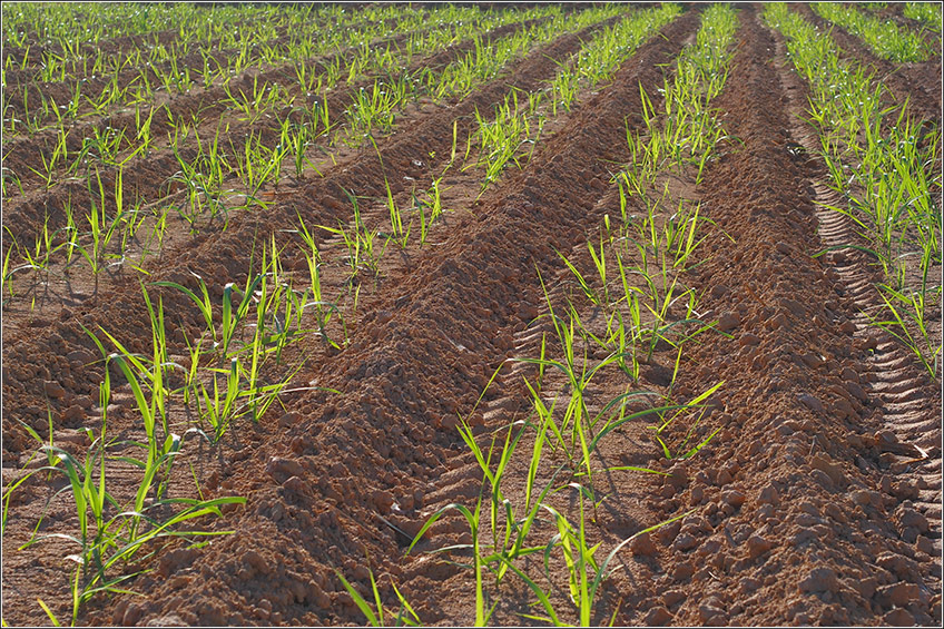 Nutrição e Adubação da Cana-de-Açúcar Nutrição e Adubação da Cana-de-Açúcar