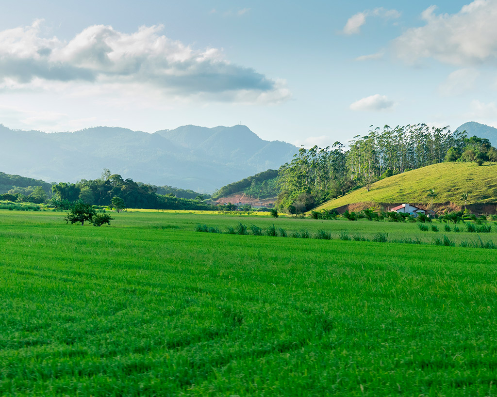 Plantação de Arroz