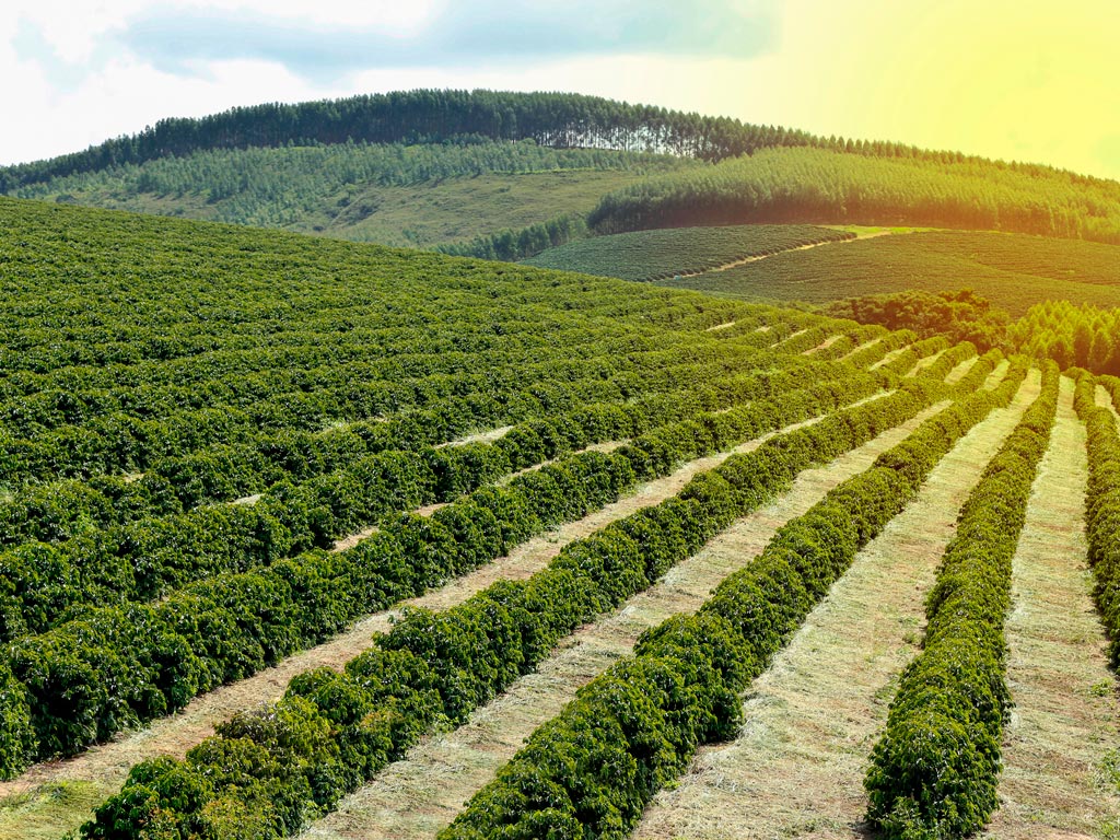 Plantação de Café