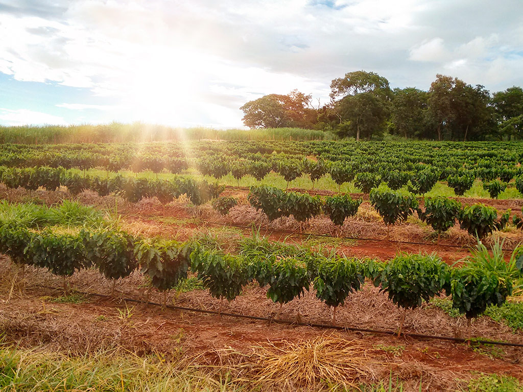 Plantação de Café