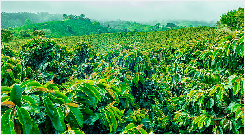 Plantação de Café