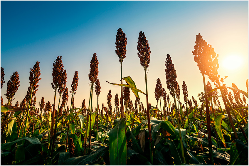 Plantação de Sorgo Plantação de Sorgo