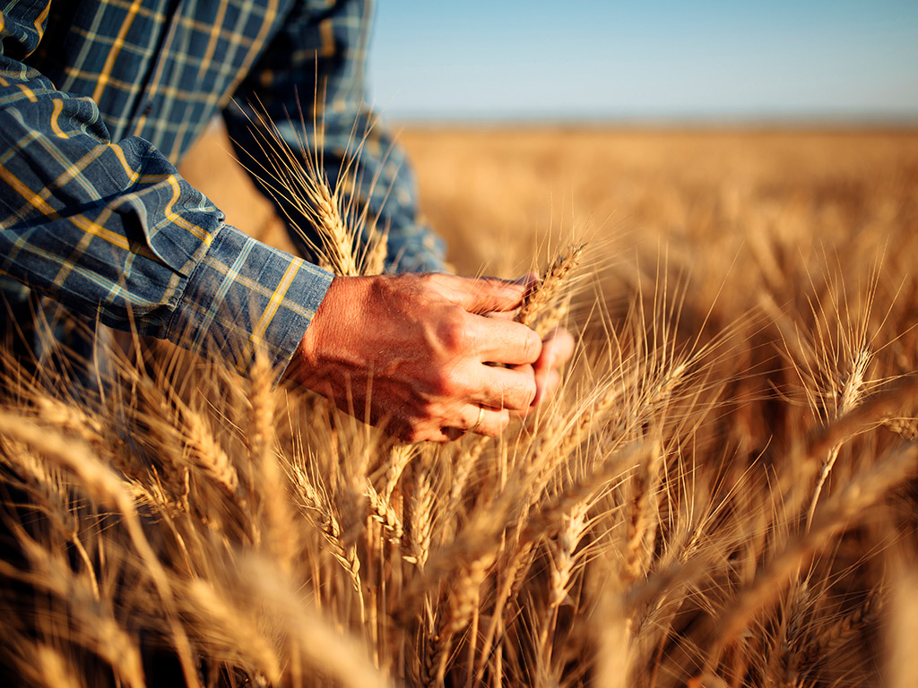 Plantação de Trigo