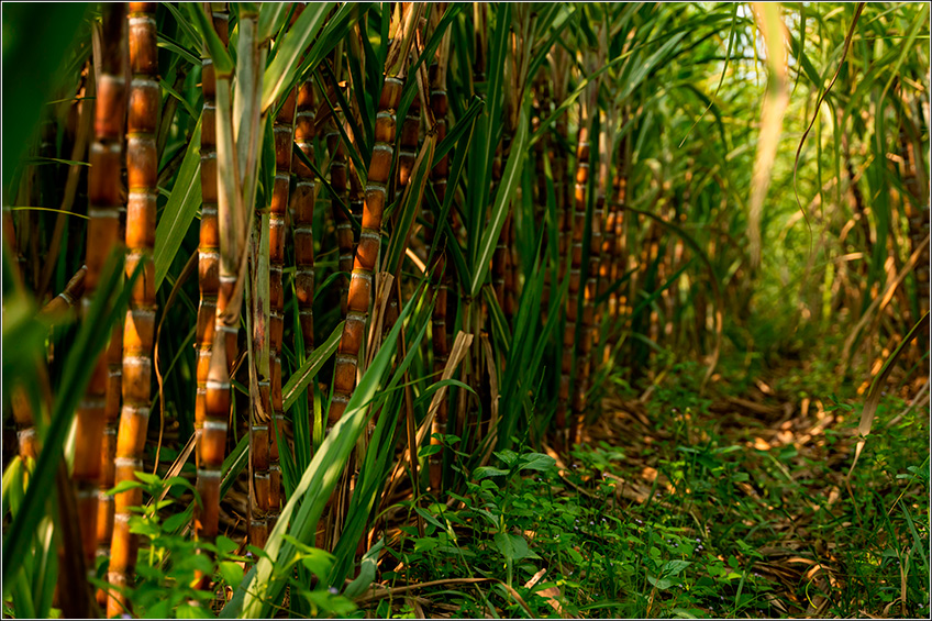 Plantas de Cobertura na Cana Plantas de Cobertura na Cana