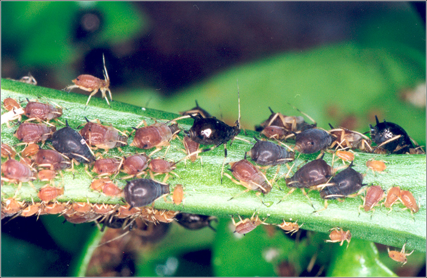 Pulgão Verde e Pulgão Preto
