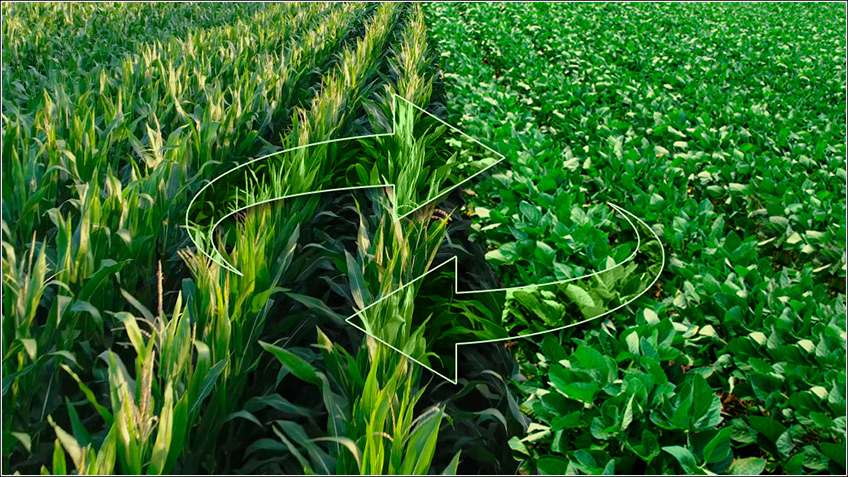 Rotação de Cultura