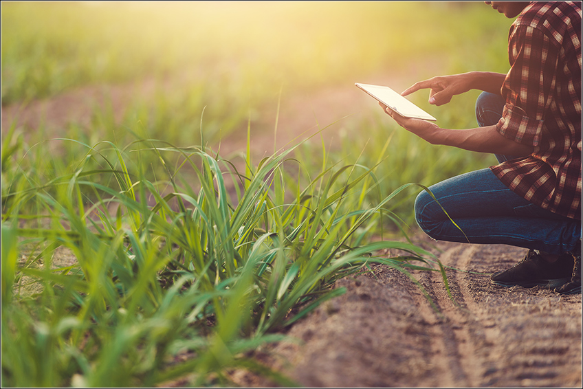Software de Gestão para Cana-de-Açúcar