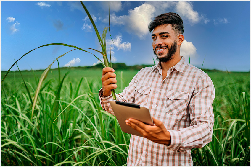 Ranking de Despesas no Preparo do Solo e Plantio da Cana-de-Açúcar