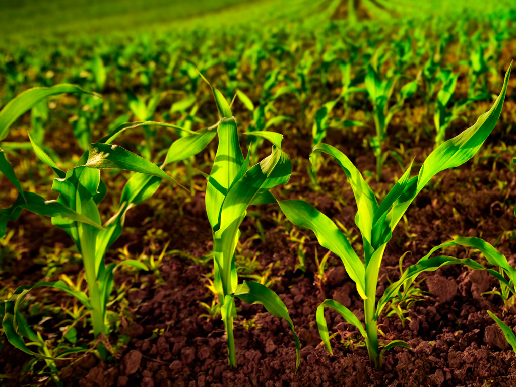 Produtividade do Solo