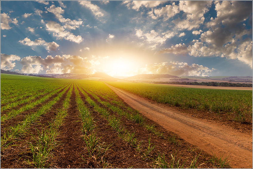 Soqueira da Cana-de-Açúcar