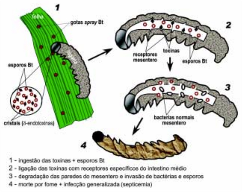 Ação das Toxinas BT na Lepidoptera