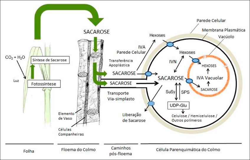 Transporte de Sacarose na Cana-de-Açúcar Transporte de Sacarose na Cana-de-Açúcar