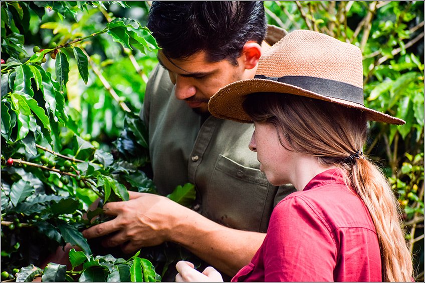 Tratos Culturais do Café