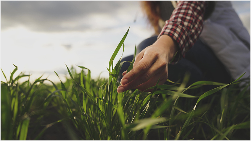 Ebook Plano Safra 2022/2023