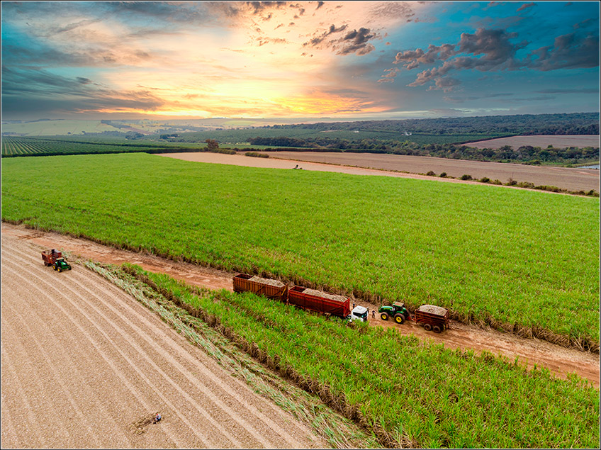 Uso de Maturadores e Pré-Maturadores na Cana-de-Açúcar Uso de Maturadores e Pré-Maturadores na Cana-de-Açúcar