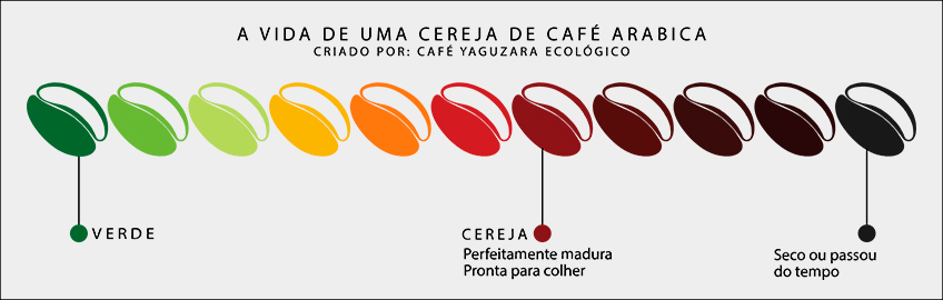Vida da Cereja de Café